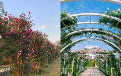 台南新景點「雅聞湖濱療癒森林」試營運！浪漫玫瑰花園、歐風造景免費拍