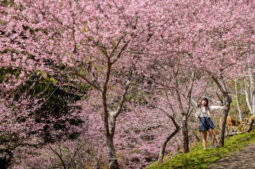 桃園爆紅賞櫻景點！「悠然秘境小屋」富士櫻、吉野櫻浪漫盛開 壯觀粉色花海期間限定