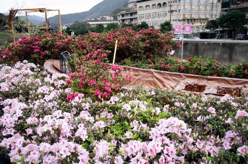 2024 萬金杜鵑登場！2 萬株鮮豔杜鵑花海綻放 新造景「映山園」必拍