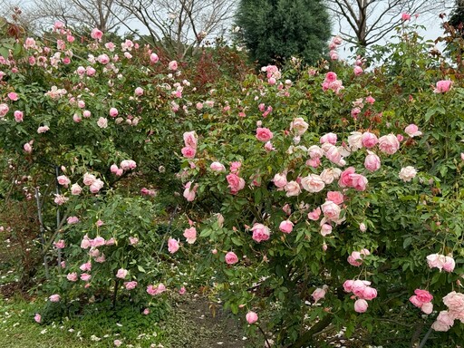 【有片】2024 台北玫瑰展浪漫登場！超過 5 千株玫瑰爭豔 最佳賞花期在這時