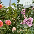 【有片】2024 台北玫瑰展浪漫登場！超過 5 千株玫瑰爭豔 最佳賞花期在這時