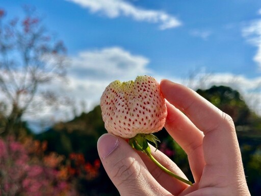 台北採草莓農園推薦！2024 內湖草莓季開跑 溫室栽種下雨天也能採草莓