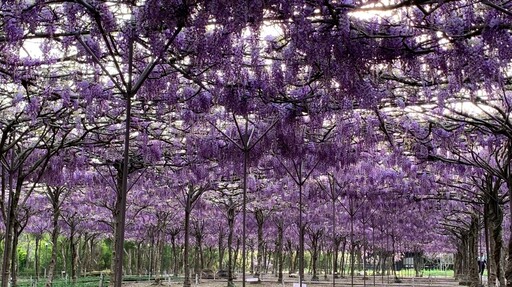 2024 淡水紫藤花園「這天」開放！紫爆花海限定美至 4 月清明連假