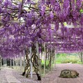 2024 淡水紫藤花園「這天」開放！紫爆花海限定美至 4 月清明連假
