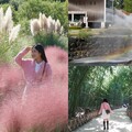 【韓國景點推薦】太和江國家庭園「粉黛亂子草」開了！朝聖粉色花海遊十里竹林