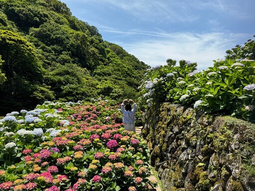 2024 陽明山繡球花季時間、賞花農園推薦！置身繽紛花海美拍粉色復古電話亭