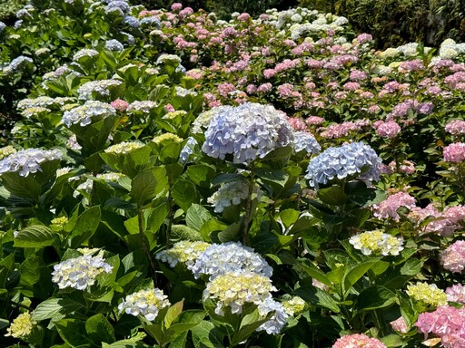 2024 陽明山繡球花季時間、賞花農園推薦！置身繽紛花海美拍粉色復古電話亭