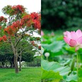 新北賞花景點「大漢溪鳳凰木、荷花」一次滿足！盪鞦韆與荷花池同框拍美照
