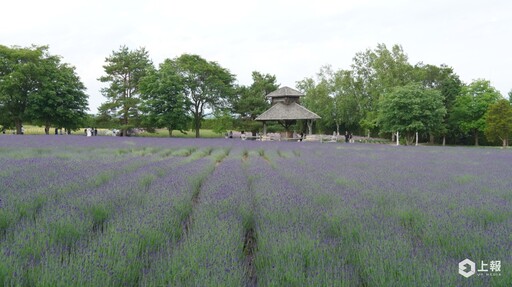 【有片】2024 北海道富良野薰衣草季直擊！富田農場超仙紫色花海「這時」最美、必吃薰衣草霜淇淋