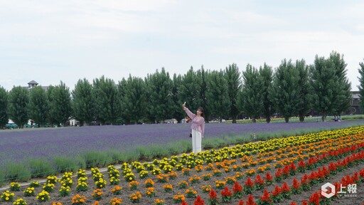 【有片】2024 北海道富良野薰衣草季直擊！富田農場超仙紫色花海「這時」最美、必吃薰衣草霜淇淋