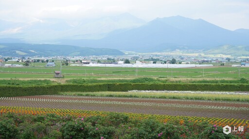 【有片】2024 北海道富良野薰衣草季直擊！富田農場超仙紫色花海「這時」最美、必吃薰衣草霜淇淋