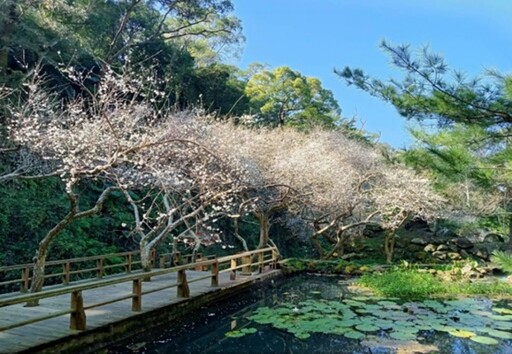 火炎山傍的梅園秘境 苗栗苑裡華陶窯的梅花正盛開