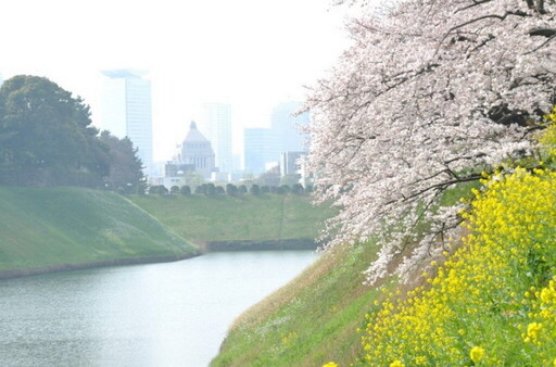 東京走春 擁抱櫻海綻放高光時刻 千代田、上野、墨堤三大櫻花祭陸續登場