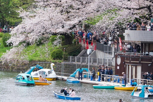 東京走春 擁抱櫻海綻放高光時刻 千代田、上野、墨堤三大櫻花祭陸續登場