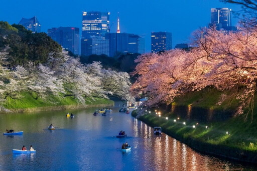 東京走春 擁抱櫻海綻放高光時刻 千代田、上野、墨堤三大櫻花祭陸續登場