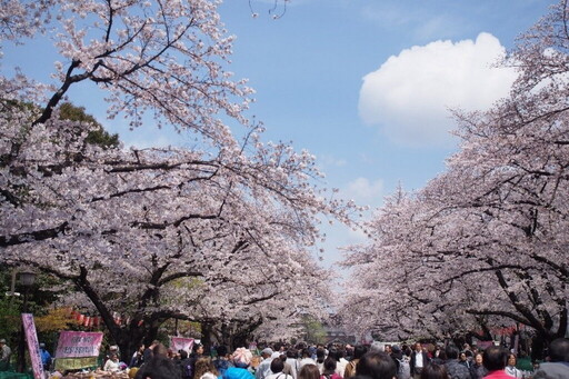 東京走春 擁抱櫻海綻放高光時刻 千代田、上野、墨堤三大櫻花祭陸續登場