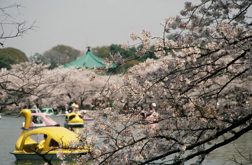 東京走春 擁抱櫻海綻放高光時刻 千代田、上野、墨堤三大櫻花祭陸續登場