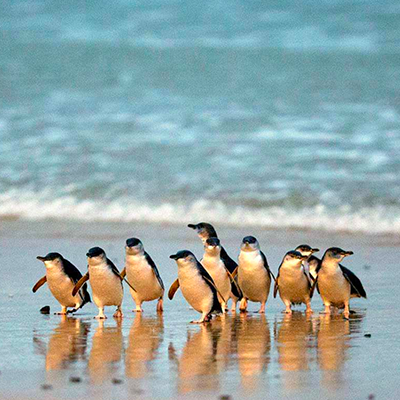 墨爾本菲利浦島神仙企鵝返巢