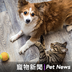 跑到2400公里外名為「幸運」的失踪喵星人與主人再次團聚！警方：幸運真的很幸運！