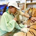 關西六福莊「小小獸醫實習營」讓孩童體驗動物園獸醫實習