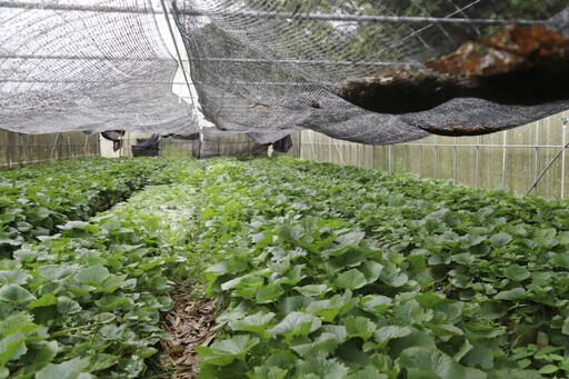 阿里山「哇沙米」復育有成 發展山葵永續經濟