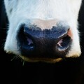 全球首例乳牛染禽流感 美國牛乳驗到病毒！專家點名「這一類奶」別喝