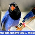 生人勿近！台灣藍鵲育雛期會攻擊人 民眾若反擊恐挨罰