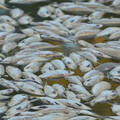 越南水庫200噸魚群暴斃 死因疑和「這原因」有關