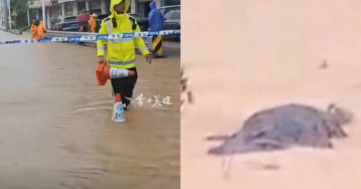 廣東下暴雨「4隻鱷魚」逃出 村長急公告！要居民注意安全
