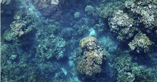 全球珊瑚釀危機…大堡礁經歷最糟糕夏季 專家：如水下野火