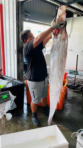 台東捕獲2.5公尺地震魚 船長認：數量比往年多