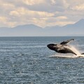一條鯨魚抵幾千棵樹 緩解暖化天然神器 「護鯨就是固碳」