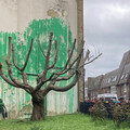 禿頭櫻桃樹與綠色噴漆 塗鴉大師Banksy神祕新作遭毀