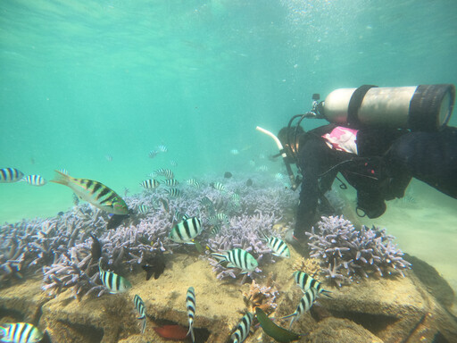 澎湖珊瑚復育計畫成效良好 皆須依法經縣府始得進行