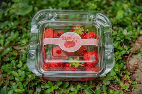 台灣第一個「碳標籤」認證草莓誕生！苗改場輔導農場取得認證、期望達到5年內碳足跡減量3％目標