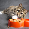 跨縣市彙整「疑似貓糧引起低血鉀」案件以查明原因！農業部：將持續加強寵物食安管控