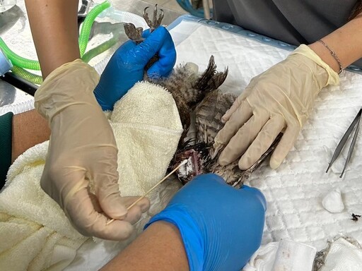 領角鴞幼鳥落巢怎麼辦？動物園呼籲民眾勿撿拾飼養