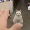 女子返家驚見陌生白貓！揮手求離開牠超傻眼