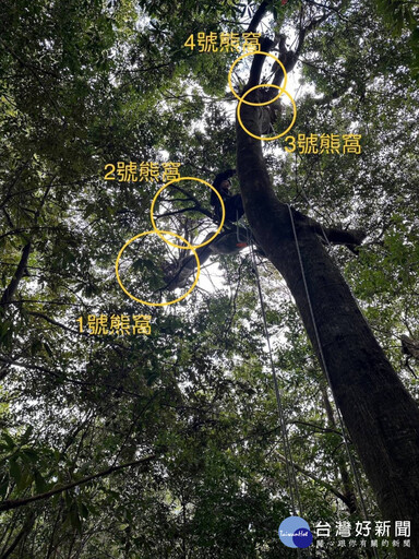 大雪山地區驚喜發現 台灣黑熊樹上熊窩影像曝光