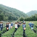 響應521國際茶日 新北好茶推預購優惠支持茶農