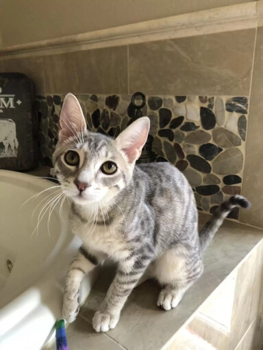 狡猾貓咪絕招大公開:教狗狗開門逃禁區!網友驚呼 :「這招太狡猾了!」