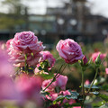 北臺灣最大玫瑰園開展 晶華推住房專案與您共度「玫好年華」！