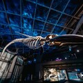 寒假「鯨」奇大公開 全台首座藍鯨骨骼標本海生館震撼登場