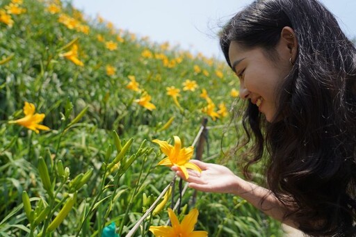 花壇虎山巖金針花季開幕 母親節迎來滿開金黃花海