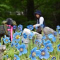 在神戶發現喜馬拉雅秘境之花 藍罌粟洋溢夢幻美