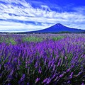 夢幻級薰衣草花海！綻放在富士山河口湖畔的紫色浪漫